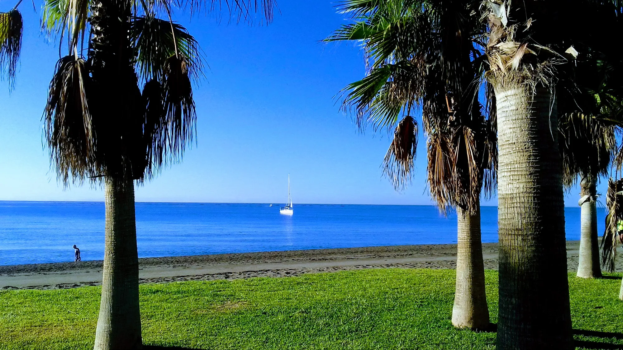 Palmeras altas sobre un césped junto a la playa, con un velero en el mar azul en Benajarafe