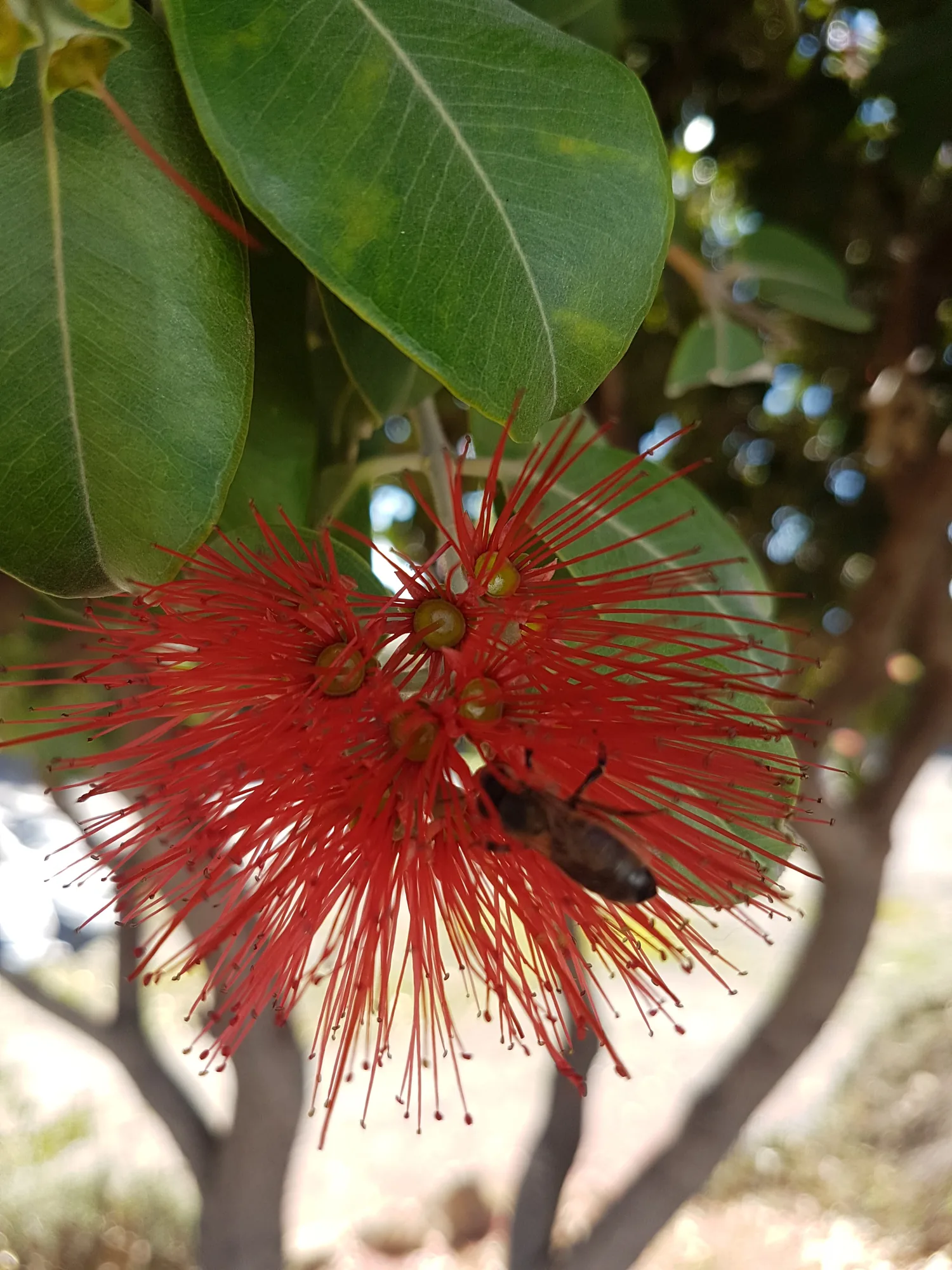 Flor roja de largos estambres con un insecto, entre hojas verdes en Benajarafe