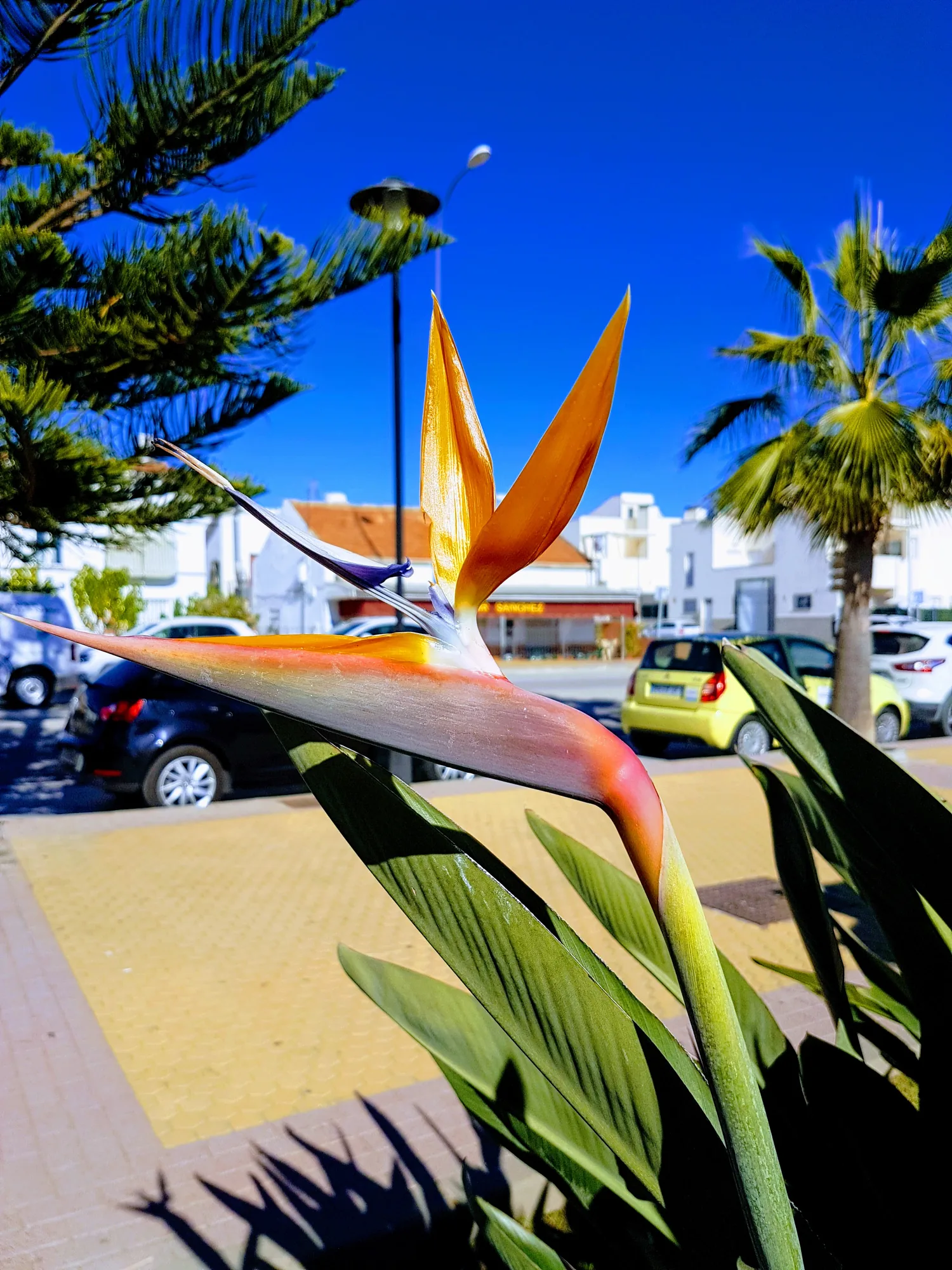 Flor de ave del paraíso naranja y azul frente a una calle con palmeras en Benajarafe