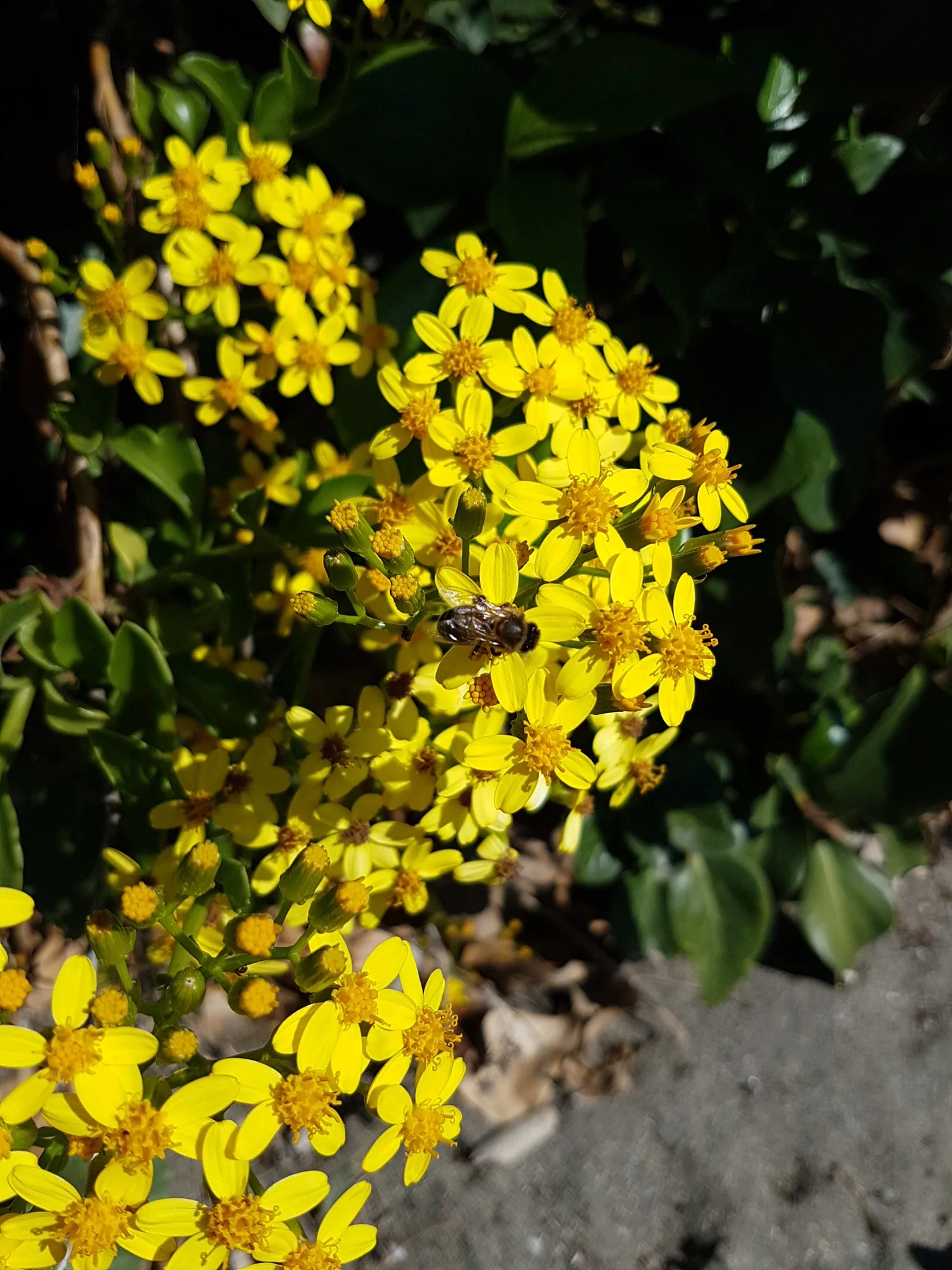 Ramillete de flores amarillas con una abeja posada entre las hojas en Almayate