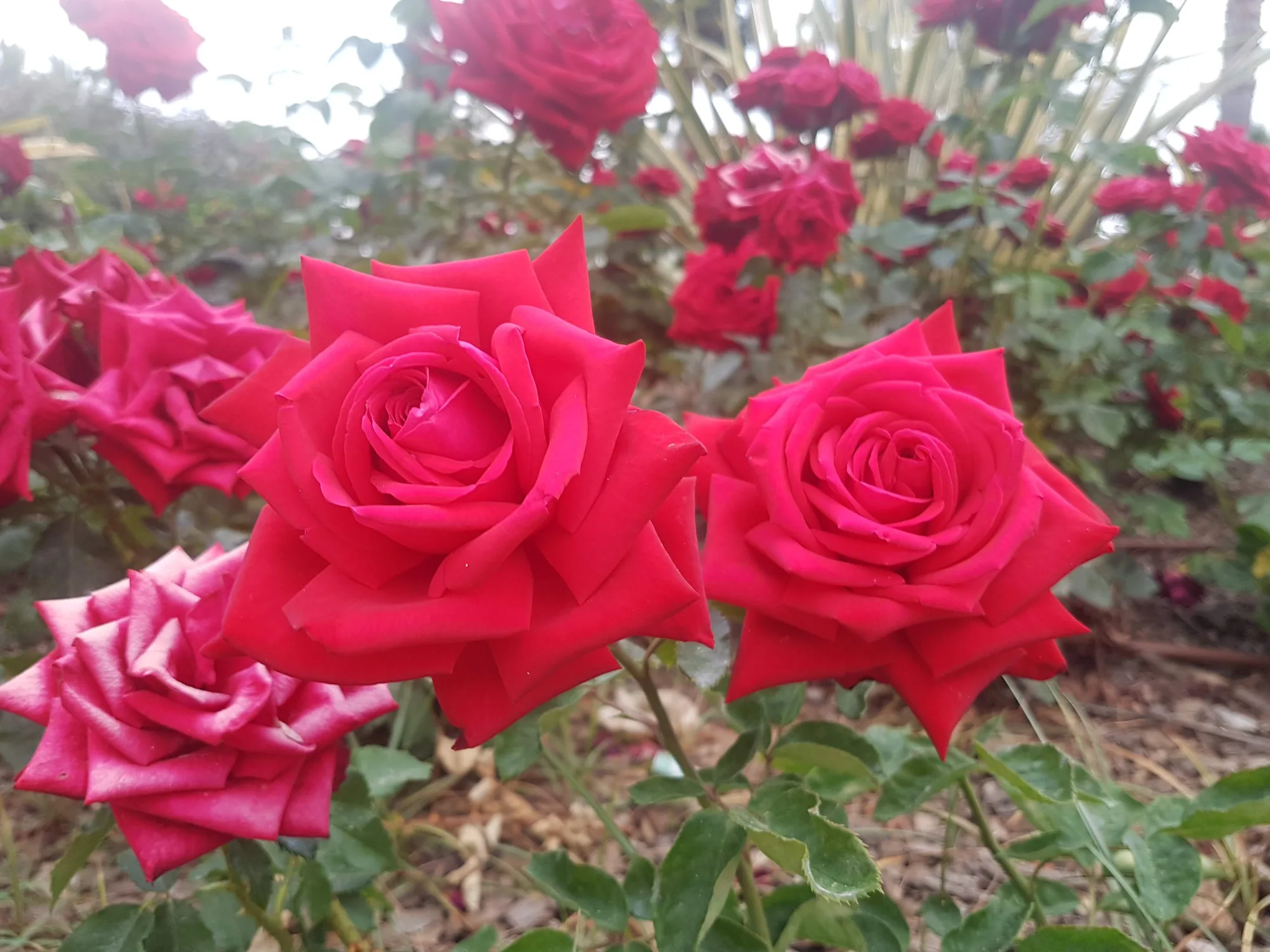 Rosas rojas en primer plano con más rosales desenfocados al fondo en Benajarafe