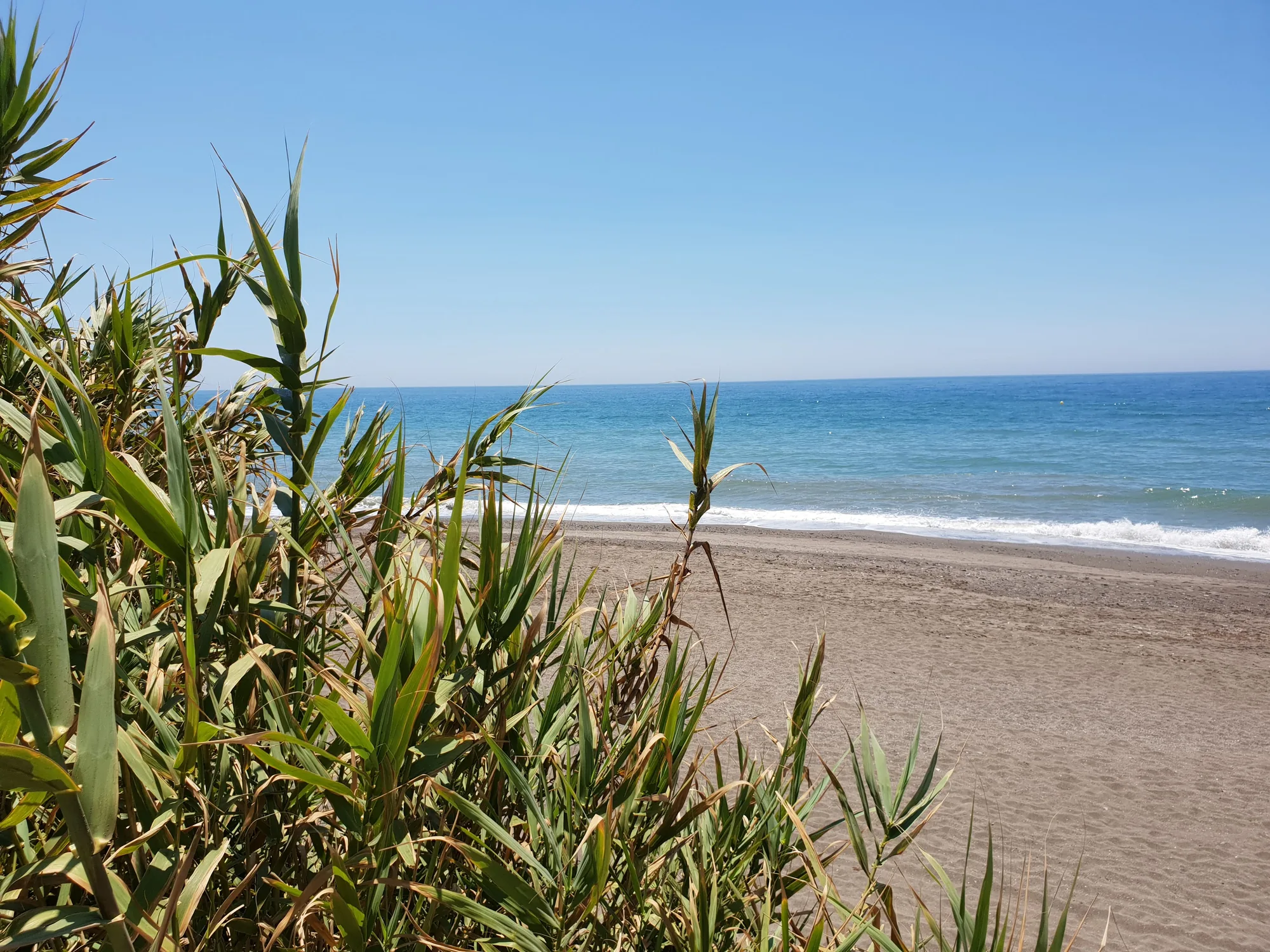 Playa solitaria con el mar azul al fondo y cañas verdes en primer plano en Almayate