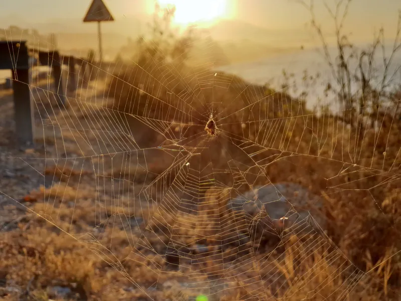 Tela de araña a contraluz con luz dorada y una ladera seca al fondo