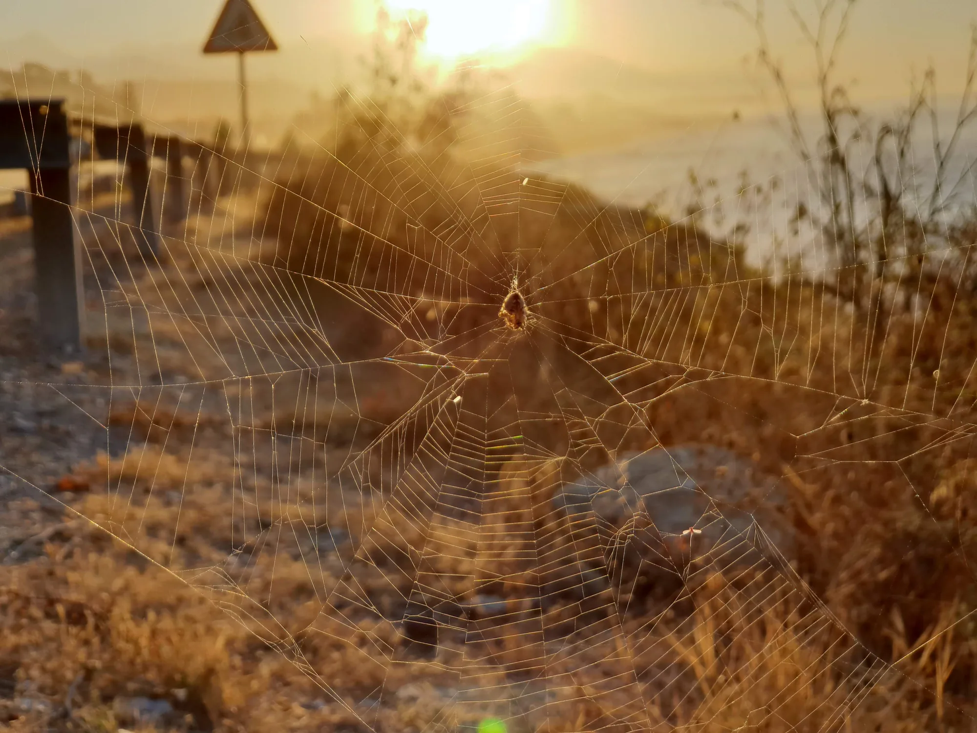 Tela de araña a contraluz con luz dorada y una ladera seca al fondo en Valle-Niza