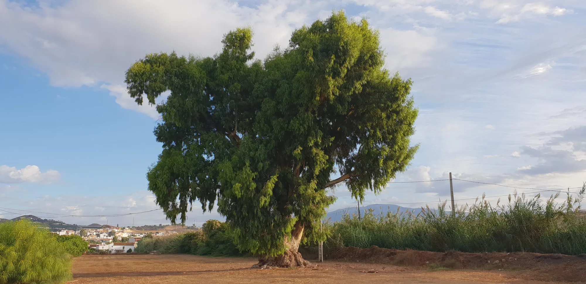 Gran árbol de copa frondosa en un camino de tierra con cielo azul y nubes en Almayate
