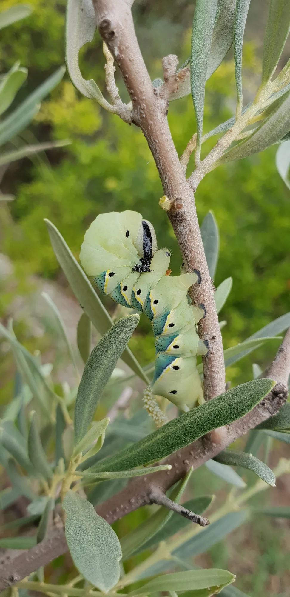 Oruga verde sobre una rama de olivo entre las hojas en Canillas de Aceituno