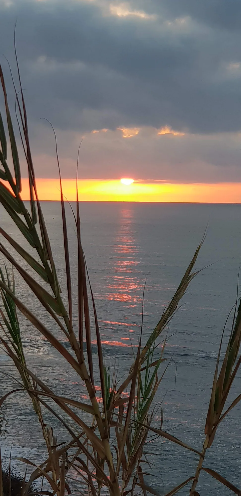 Hojas de caña a contraluz y el mar bajo el sol del amanecer en Valle-Niza