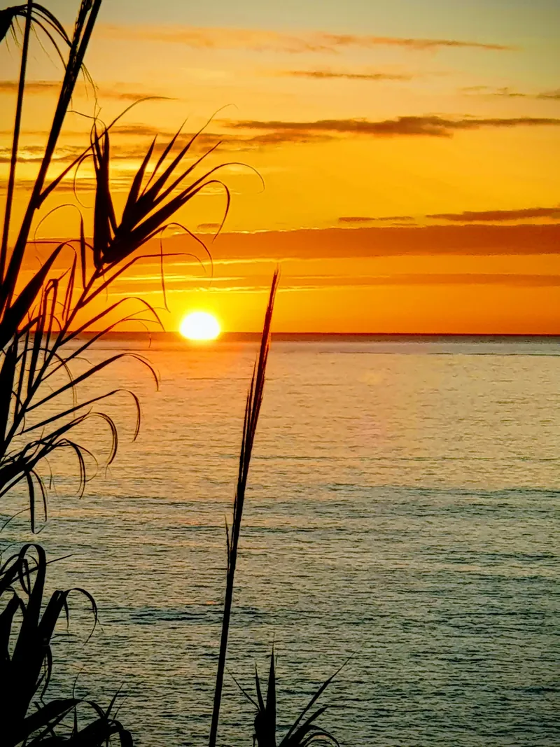 Sol sobre el mar al amanecer con hojas de caña a contraluz