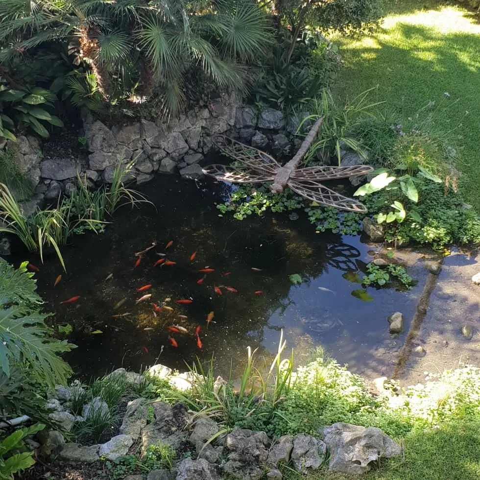 Estanque rodeado de vegetación con peces rojos nadando en La Línea de la Concepción