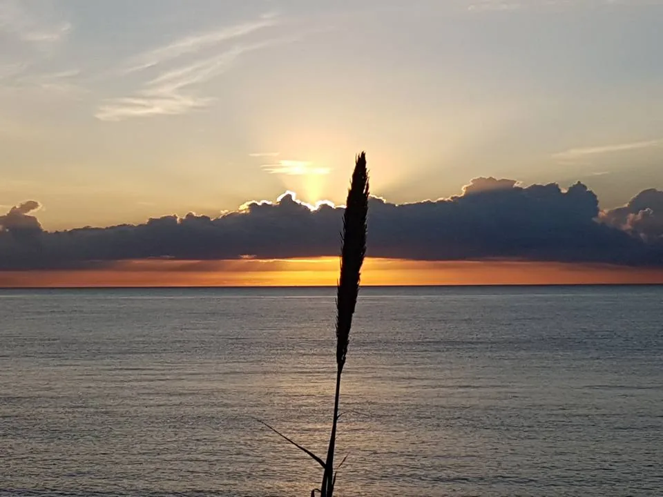Espiga seca en silueta frente al sol poniente sobre las nubes y el mar en Valle-Niza