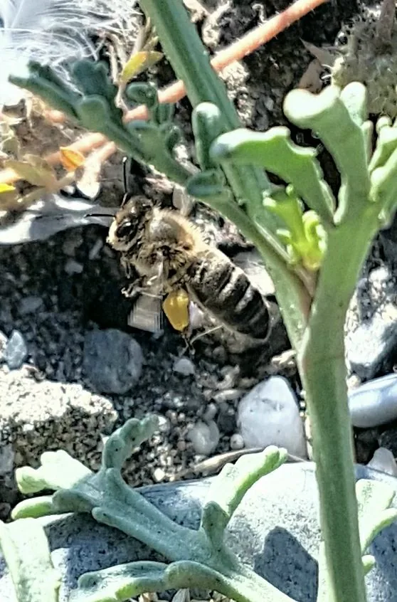 Abeja posada en una planta de hojas carnosas entre piedras en Almayate