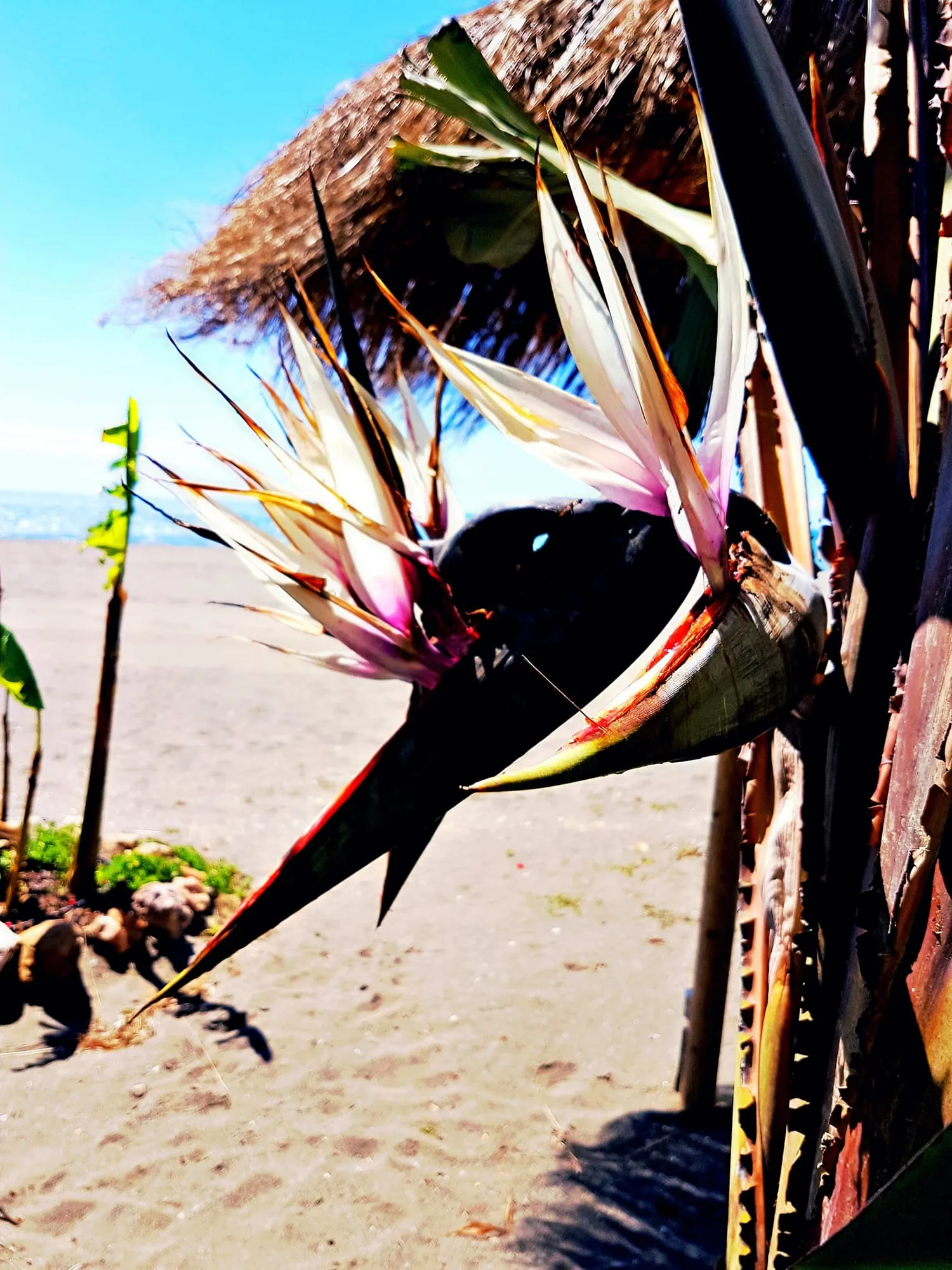 Flor de ave del paraíso junto a una sombrilla de paja en la playa en Benajarafe