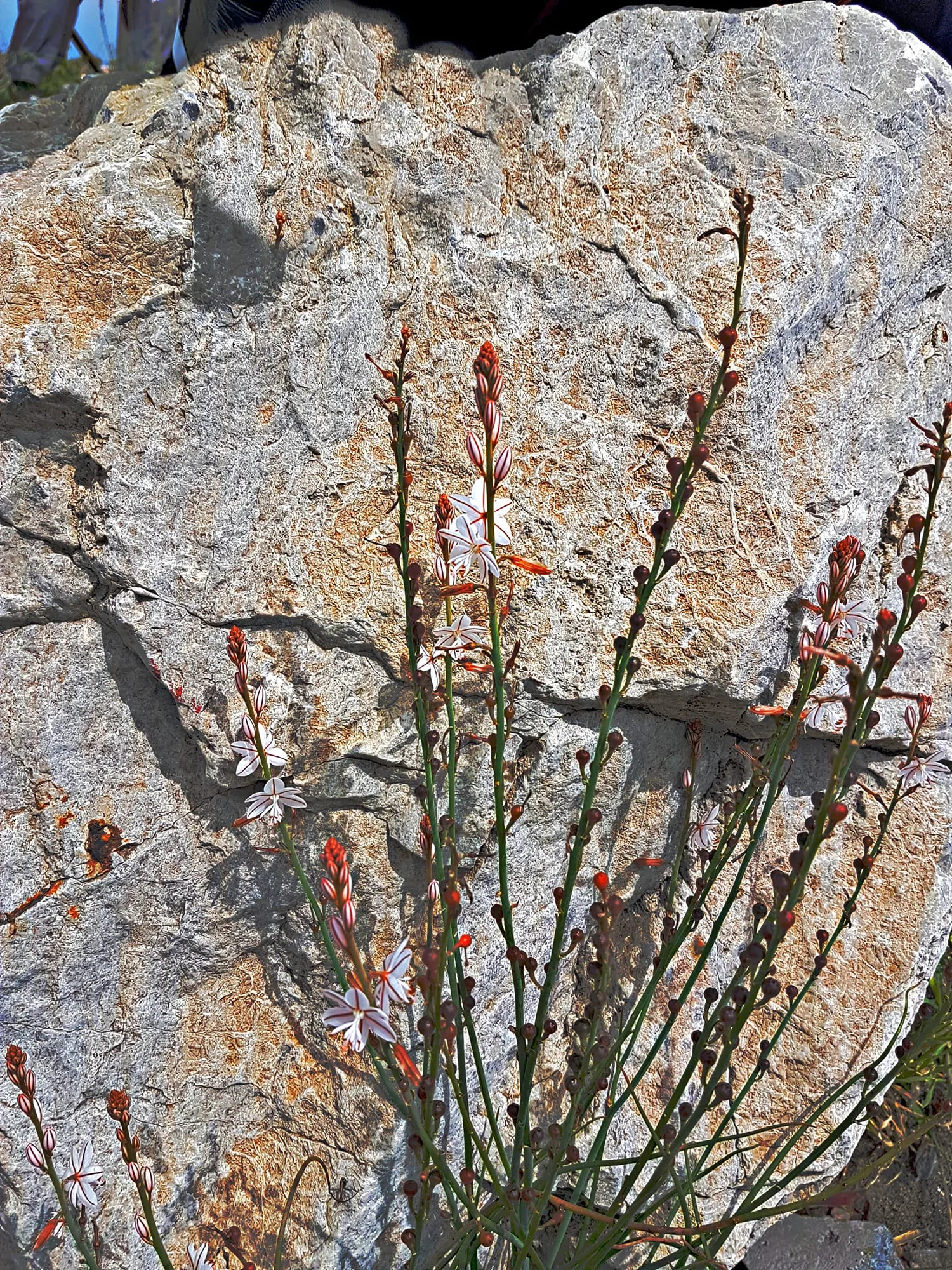 Tallos finos con flores pequeñas delante de una gran piedra clara en Almayate