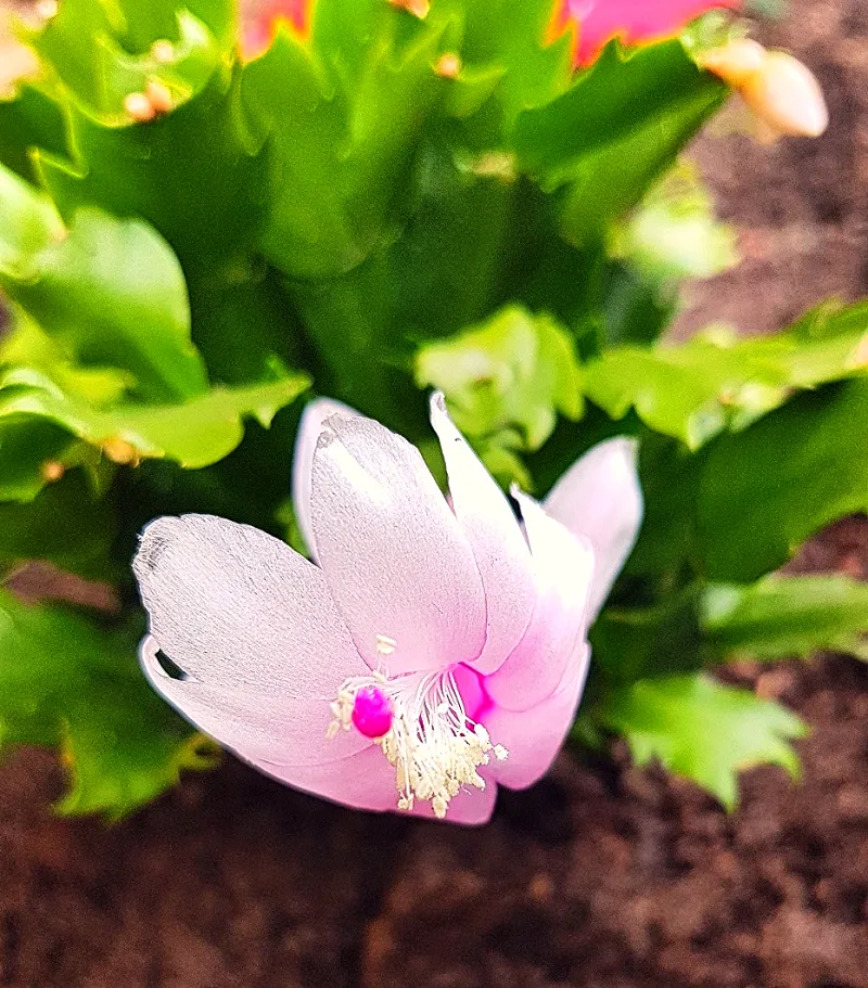 Una bella flor de jardin
