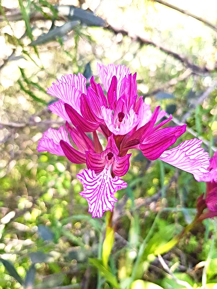 Orquídea Salvaje
