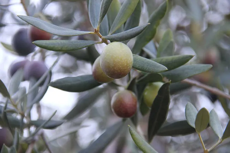 Ramas de olivo con aceitunas verdes y moradas