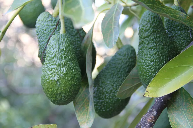 Aguacates colgando del árbol entre hojas verdes
