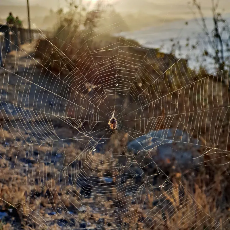 Tela de araña en primer plano con luz dorada de amanecer