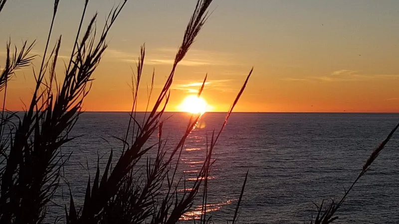 Sol poniéndose sobre el mar tras unas cañas en silueta